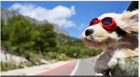dog_in_car