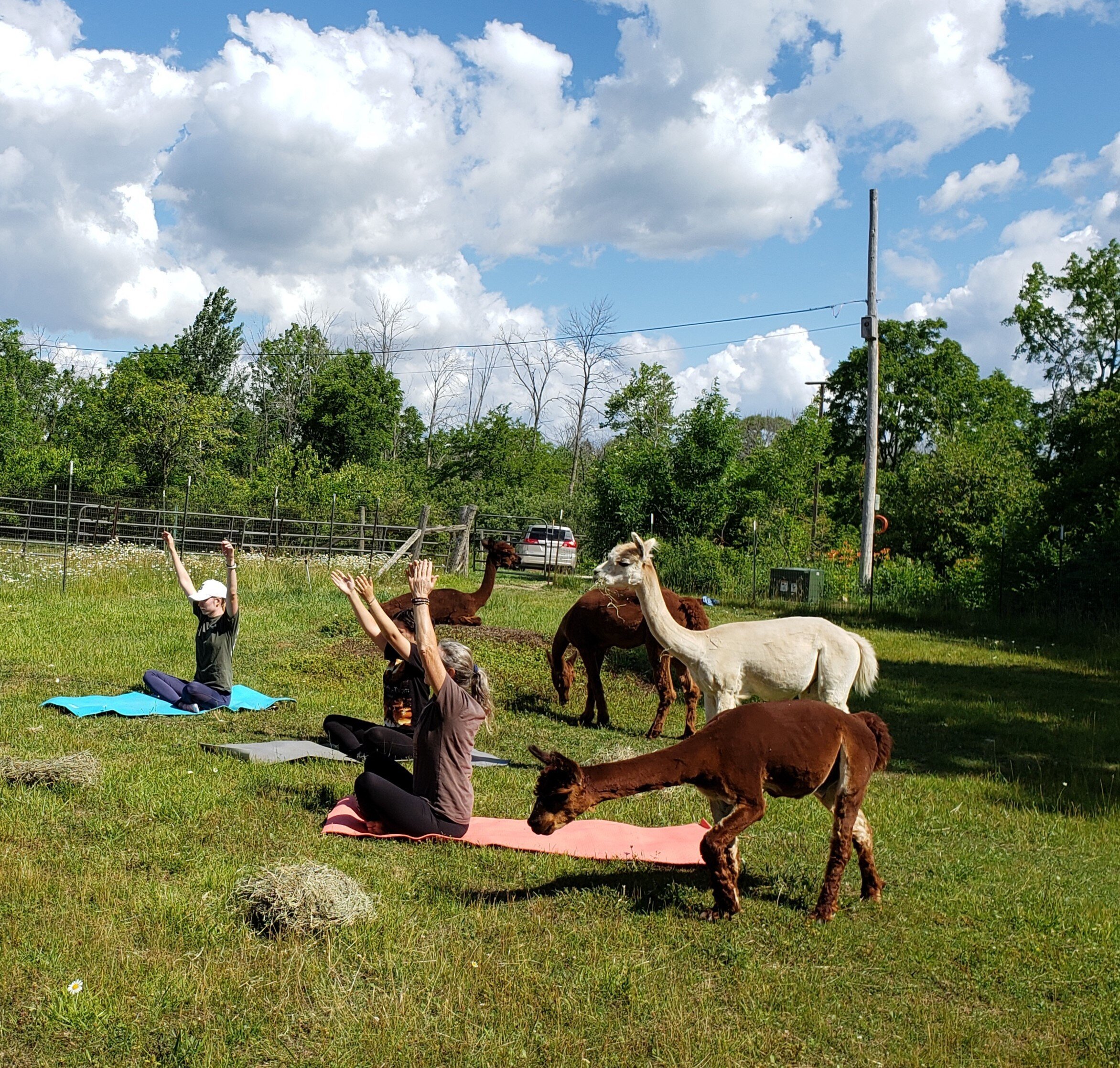 Yoga with alpacas at Eco-J